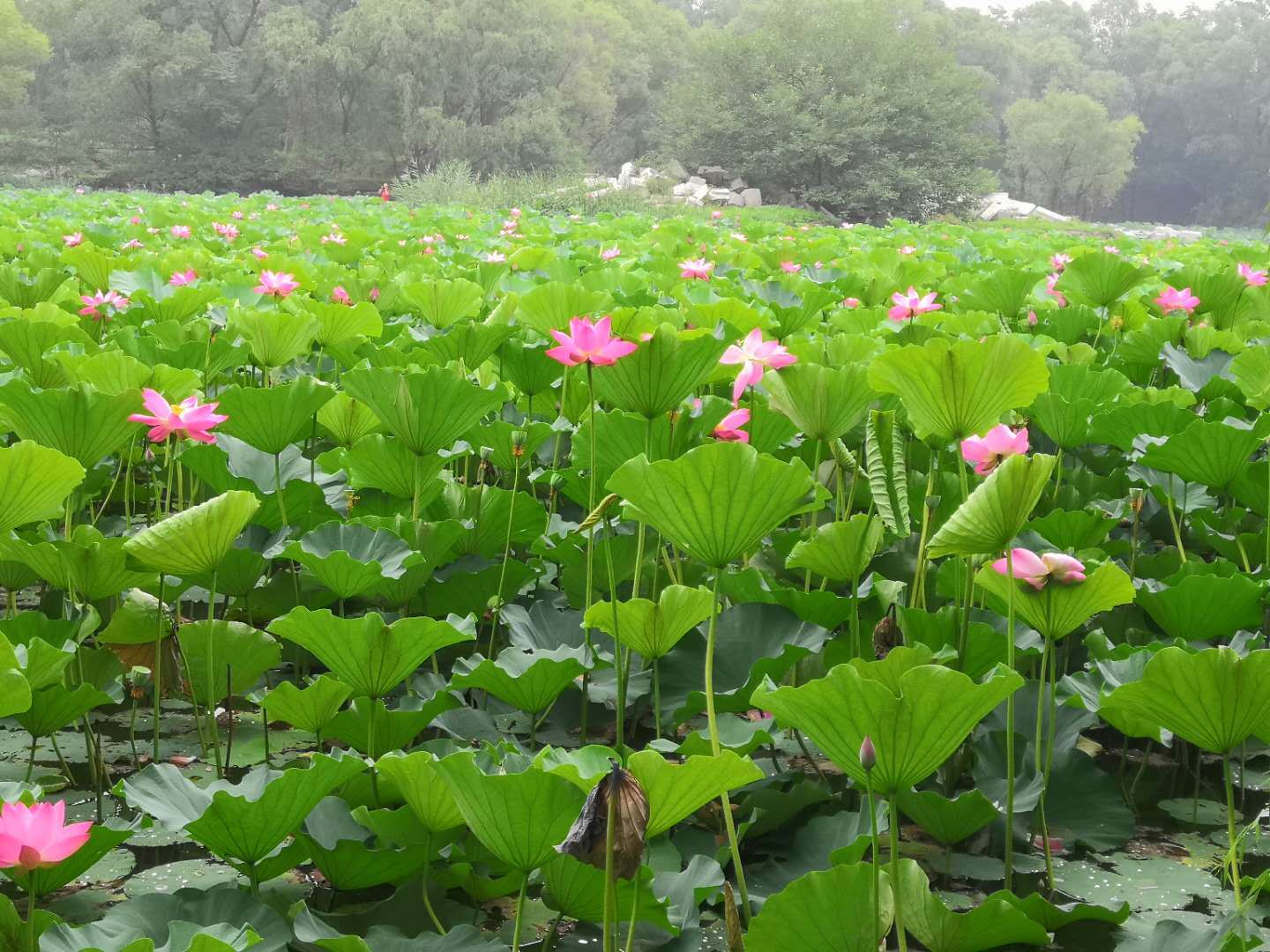 湾区|2020中国粤港澳大湾区大学排名，中山大学第1，暨南大学第3
