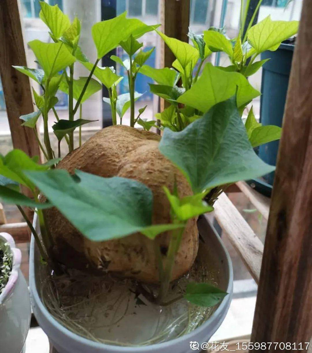 红薯|山药杆竖着都能长···还有啥不能养?玉米棒子活了