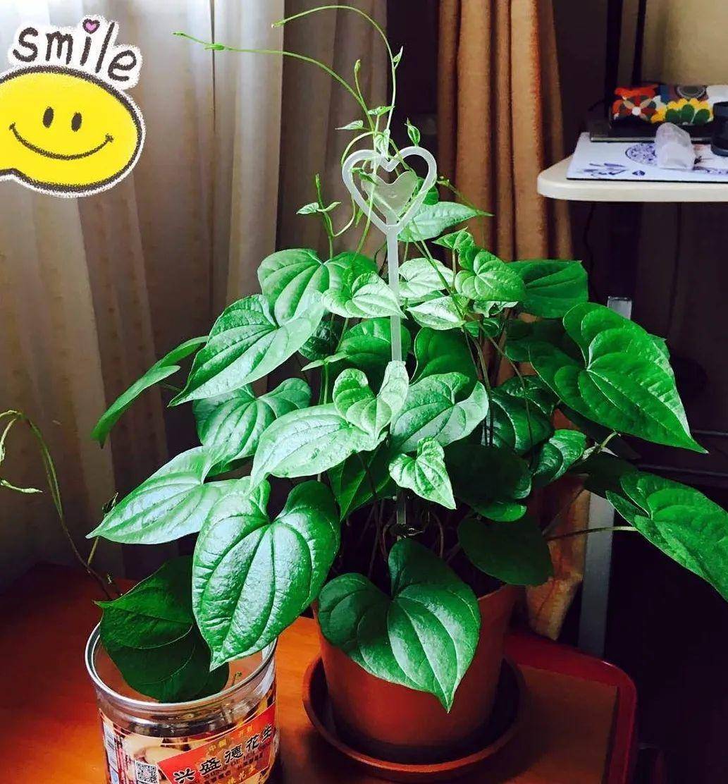 红薯|山药杆竖着都能长···还有啥不能养？玉米棒子活了