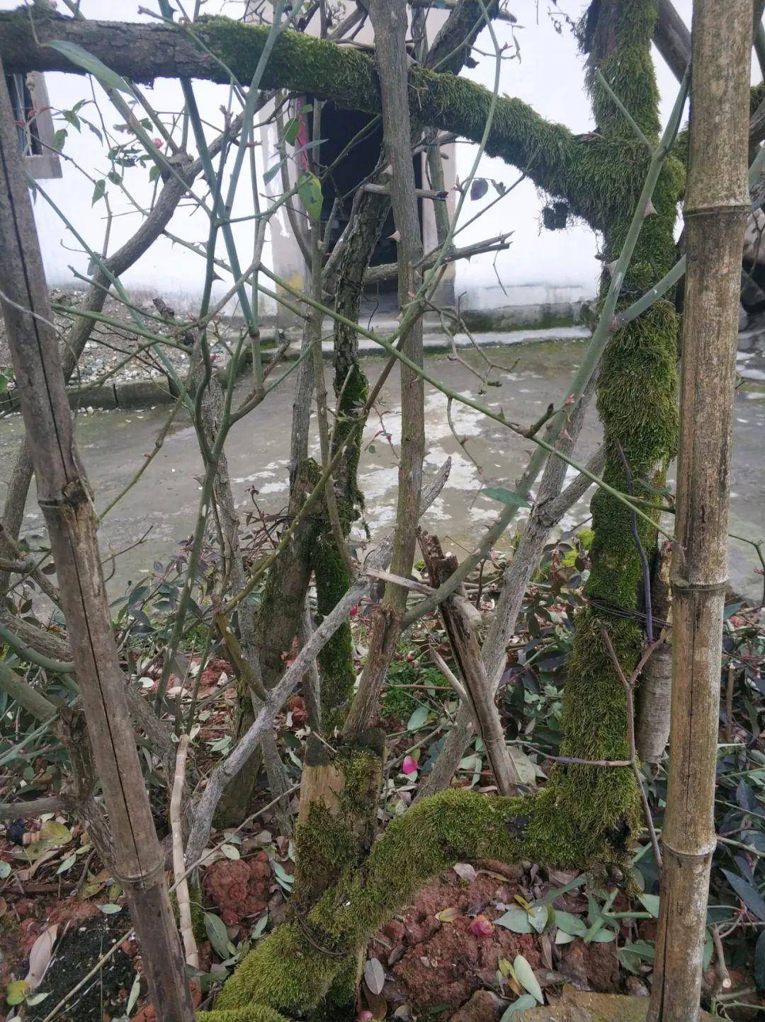 牡丹|熊孩子玩火烧坏，只剩树皮还能活？407岁古树