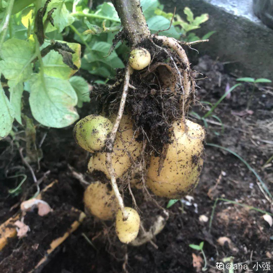 红薯|山药杆竖着都能长···还有啥不能养?玉米棒子活了