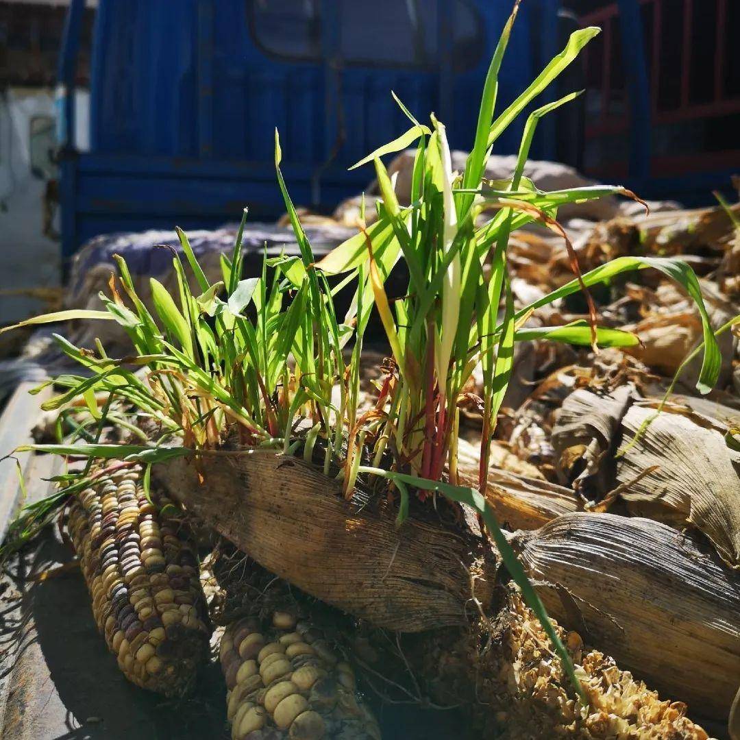 红薯|山药杆竖着都能长···还有啥不能养?玉米棒子活了