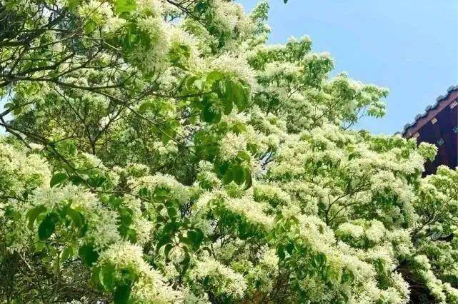 牡丹|熊孩子玩火烧坏，只剩树皮还能活？407岁古树