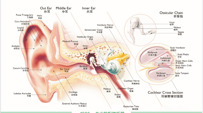 人类内耳的生理结构和功能