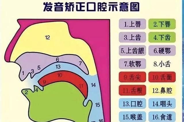 比如:构音器官异常,智力发育迟缓,听觉障碍,大脑语言中枢神经系统