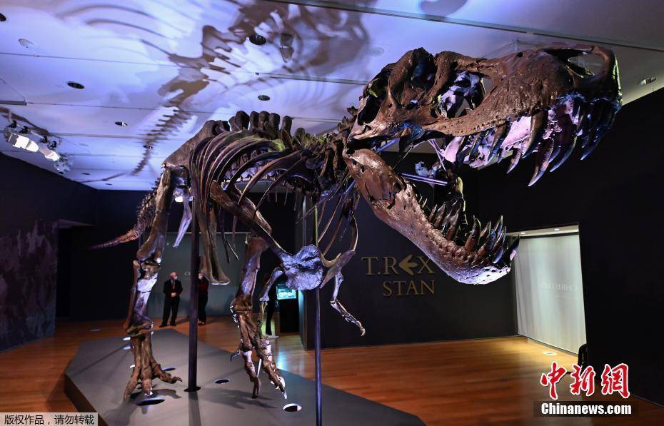 佳士得洛克菲勒中心举办媒体预展,十二米长的霸王龙(t-rex)骨架斯坦