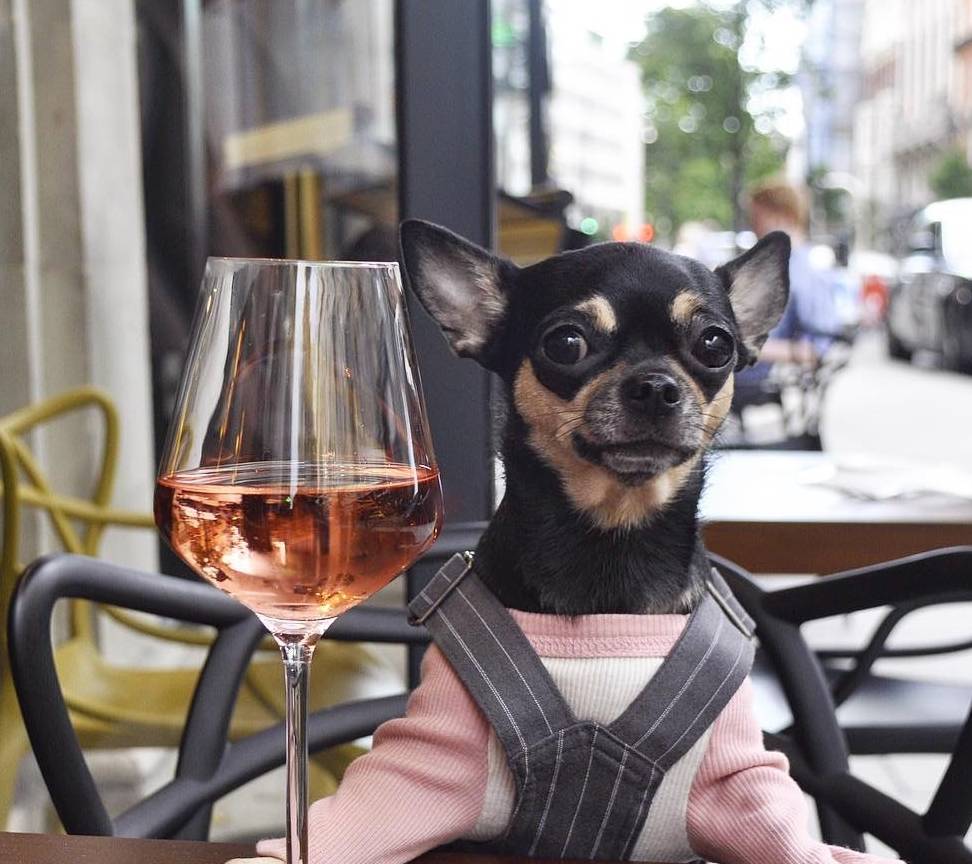 汪界|吉娃娃Dolly成汪界潮流教主，它的衣服竟比零食还多！