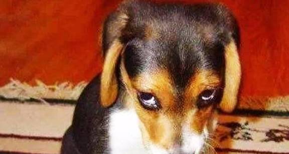 怎么才能让狗狗不叫最简单的办法 eefb8ecce854452cbac9ae234080b43b.jpeg