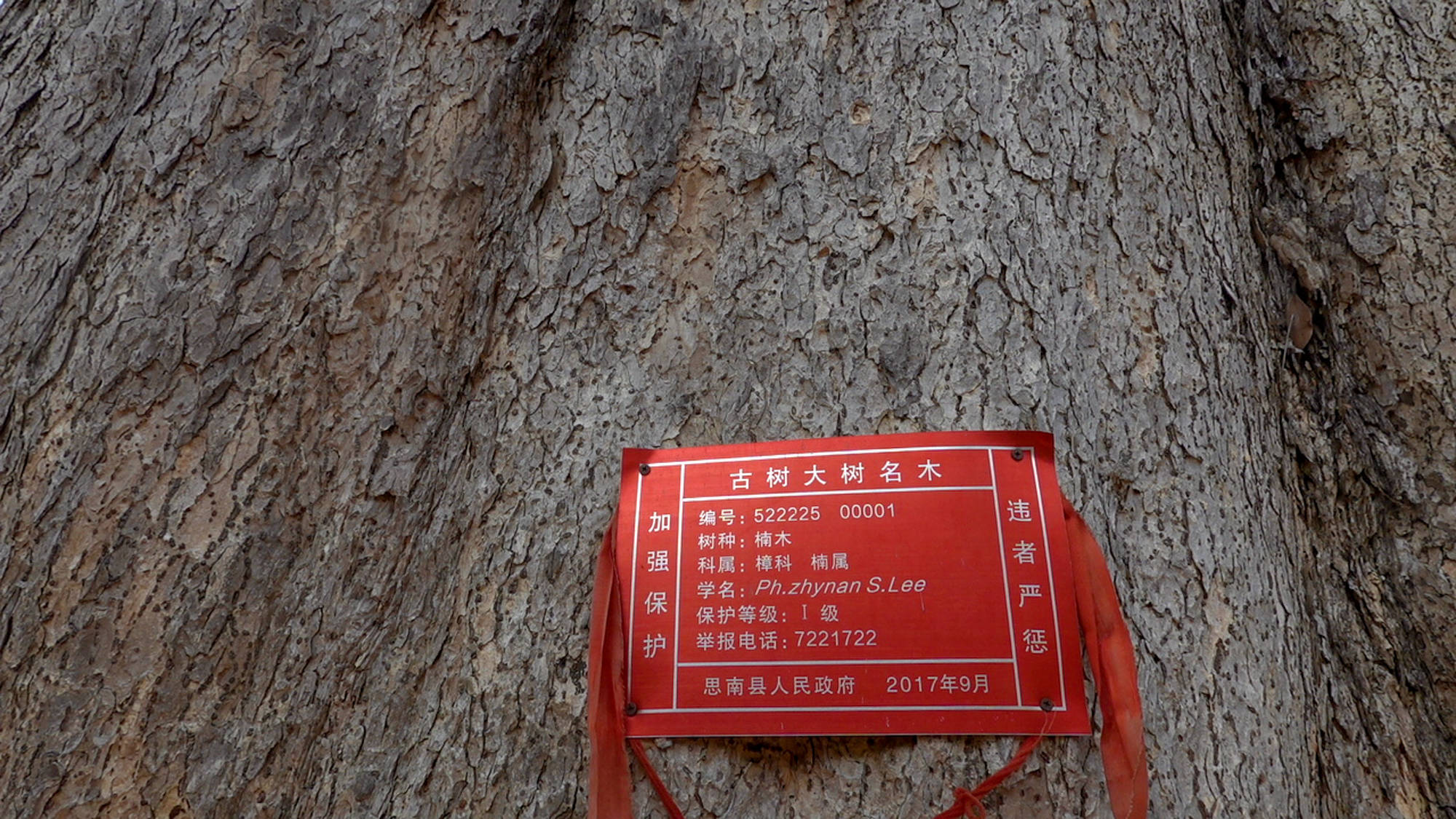 实属罕见！贵州发现千年金丝楠木，树龄超1300年，堪称亚洲楠木王|贵州|金丝楠木|楠木_新浪新闻