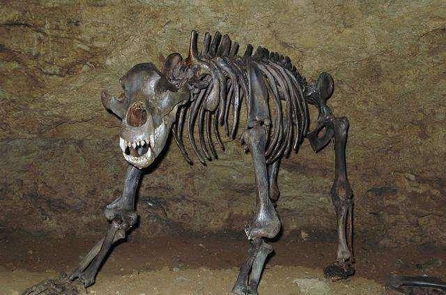 西伯利亚洞穴已经灭绝的冰河时代动物遗骸:完整熊木乃伊