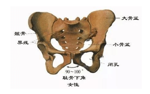 骨盆下口变宽,这会让臀部扁平;髋关节向内侧歪斜,臀部变宽;骨盆变得松