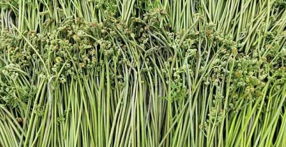 山上的野菜蕨菜图片 e48fce7e8ede43c2ac3fc8ea376365b6.jpeg