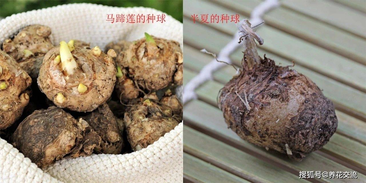 马蹄莲栽种攻略,从购买种球到盆土选择,教你如何年年养开花