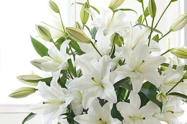 百合干|百合种植面积平稳增长，湖南龙山百合干进货货源价格行情稳定！