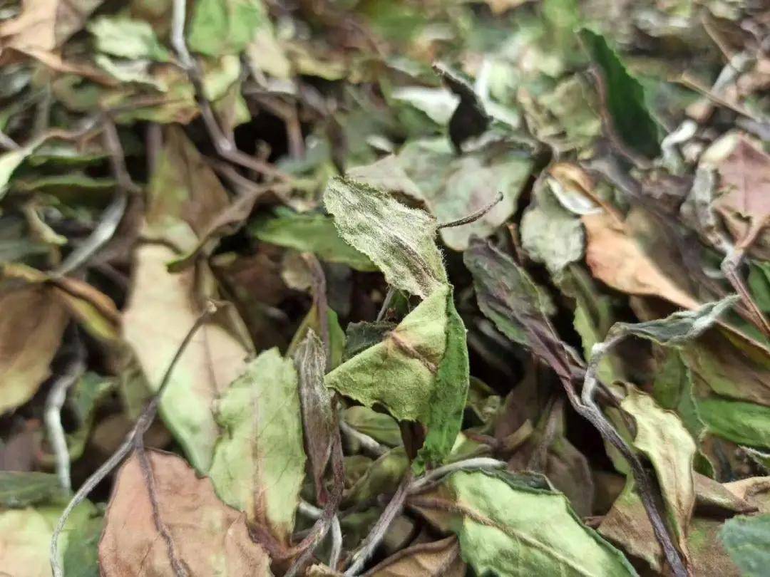 茶叶|喝着却不香的白茶，能算好茶吗？闻着香