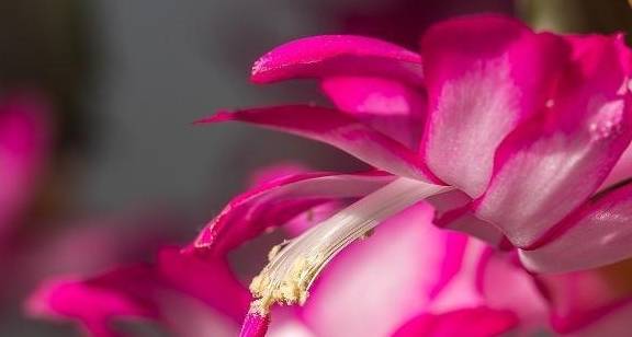 蟹爪兰浇水方法视频 47783bce50244c8fa441641263c4cfa1.jpeg