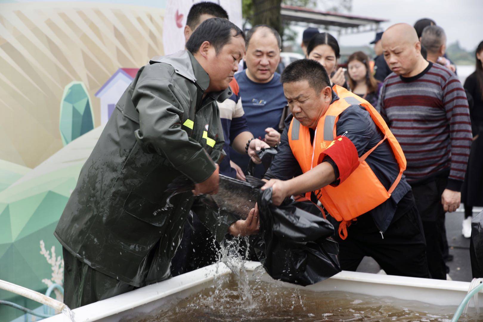 沅江|“大头鱼”大丰收，沅江市民欢庆丰收节