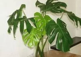 龟背竹水培烂叶 ab07d6bd247245fca6653be63697c644.jpeg