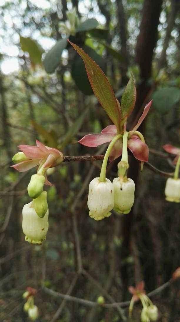 原创一种新颖的网红绿植,名叫日本吊钟,花色艳丽叶子翠绿早看早知道