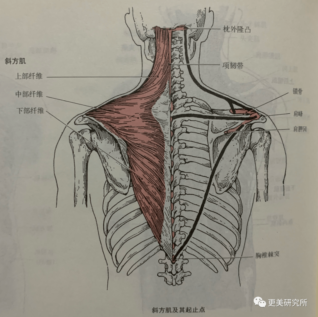 张子枫|曾被关晓彤秒成渣，如今“整容式”长大，削掉斜方肌后美翻
