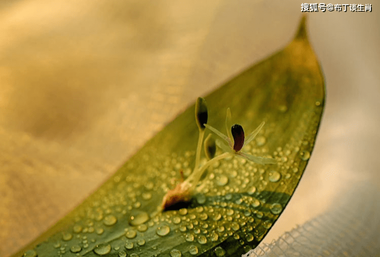 9月中旬，緣分與桃花十分渴望，迎接最美好愛情的4大生肖！ 星座 第2張