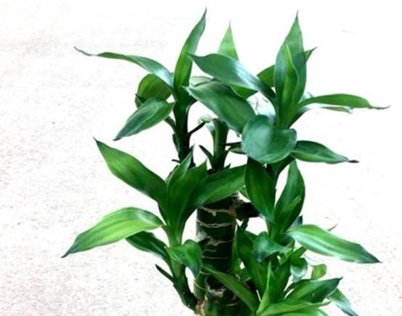 富贵竹几支有讲究吗 9c3df5b8bd5a445e94d6acc61e301458.jpeg