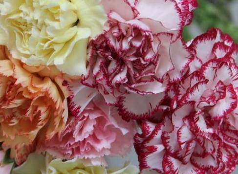 零食|没事吃点“零食”,一月一次,花开盆盆红养盆“康乃馨”