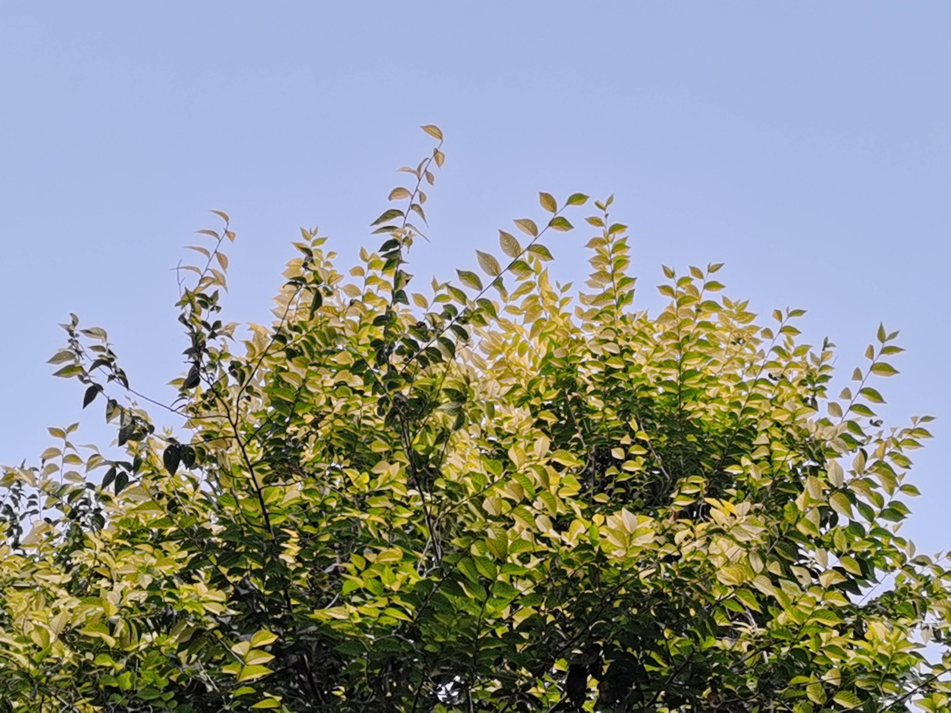 节奏 节奏和节奏:秋天的想法(美国英语)
