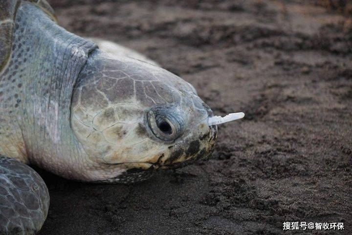 塑料污染到底有多可怕?_海洋生物