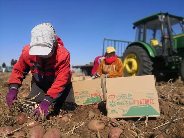 炼豆女侠炼就后旗红品牌 红土豆红遍了九州大地