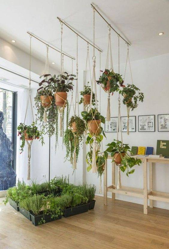 一进门摆什么植物好 dc295272ac93473389b0eb5a700988ba.jpeg