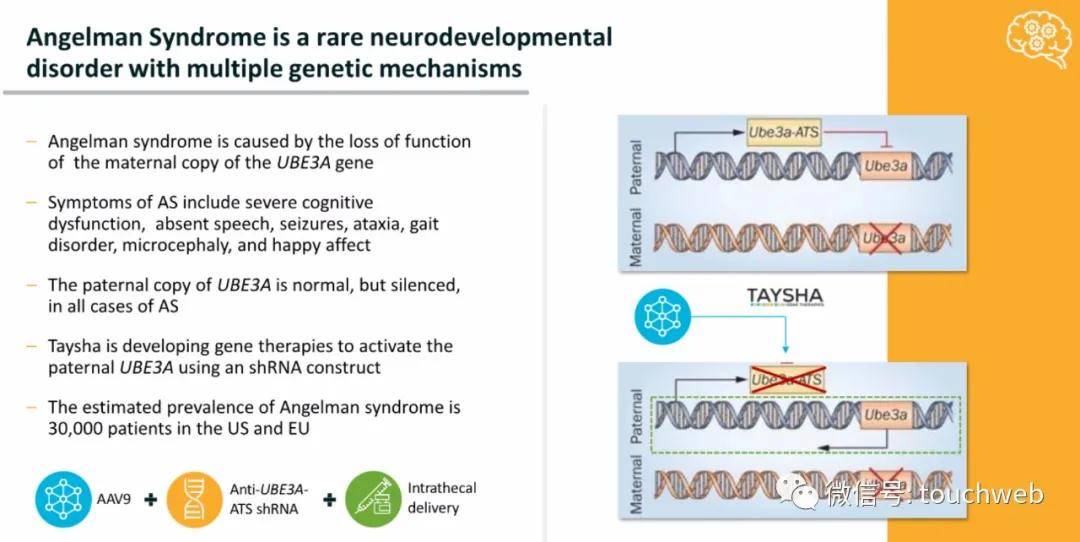 Taysha|基因治疗企业Taysha冲刺美股：拟募资上亿美元 路演PPT曝光