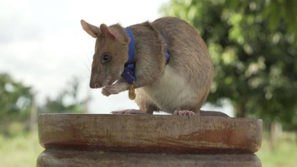 在柬埔寨侦测地雷的非洲巨颊囊鼠被授予金牌