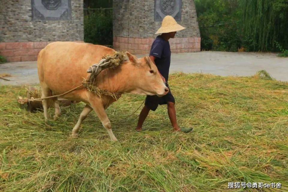 银发老农民们正手持镰刀割稻,打捆后肩挑走向打谷场,牛拉石磙碾压稻谷