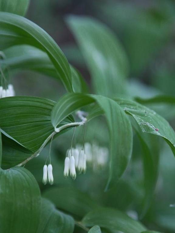 什么时间种植黄精最佳 b5731650b39e4daea4fae6a0ff9d6f9e.jpeg