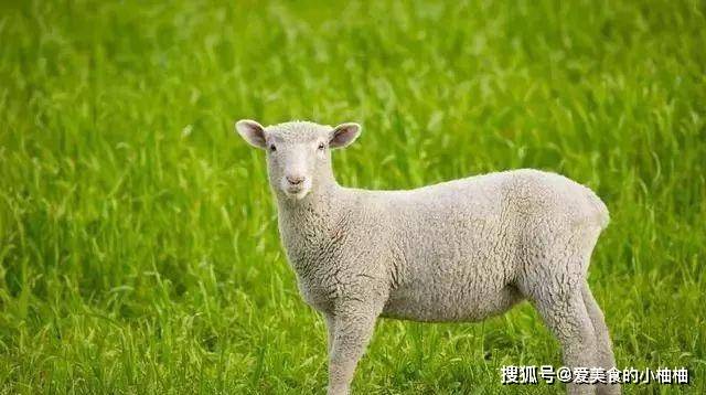 属羊人生于猴日好不好