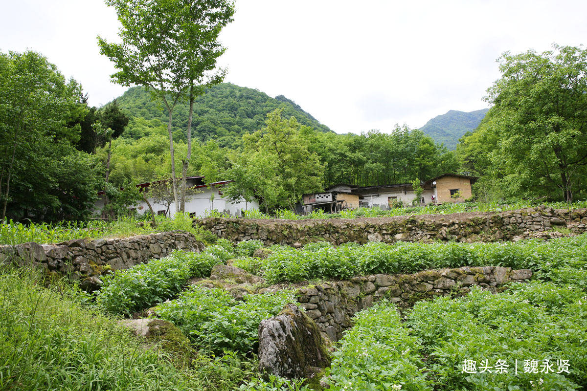 深山密林有人家,家家都在仙境里,留守老人过着与世无争的生活