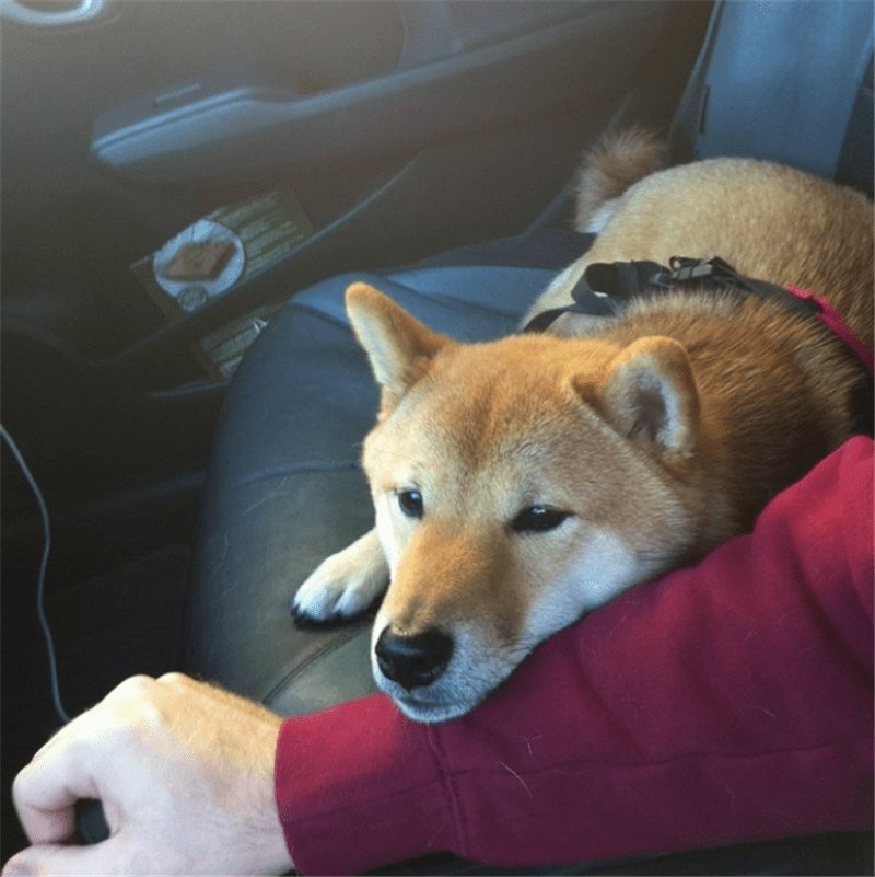 49477417ddd5409bb0e1d57917efa8ac.png