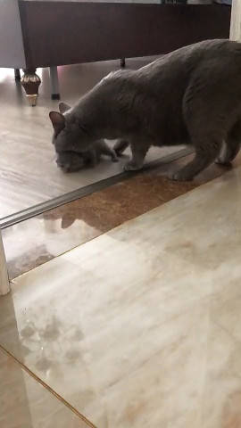 猫咪视频儿童玩具 51f379b115a143c7be59743d6999a236.jpeg