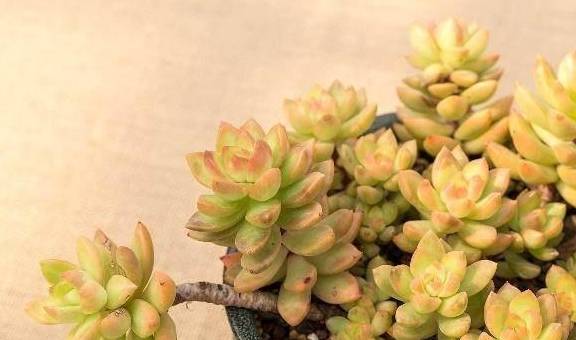 多肉叶插苗怎么移盆 72e35effc949414caacdc4c8bcc14474.jpeg