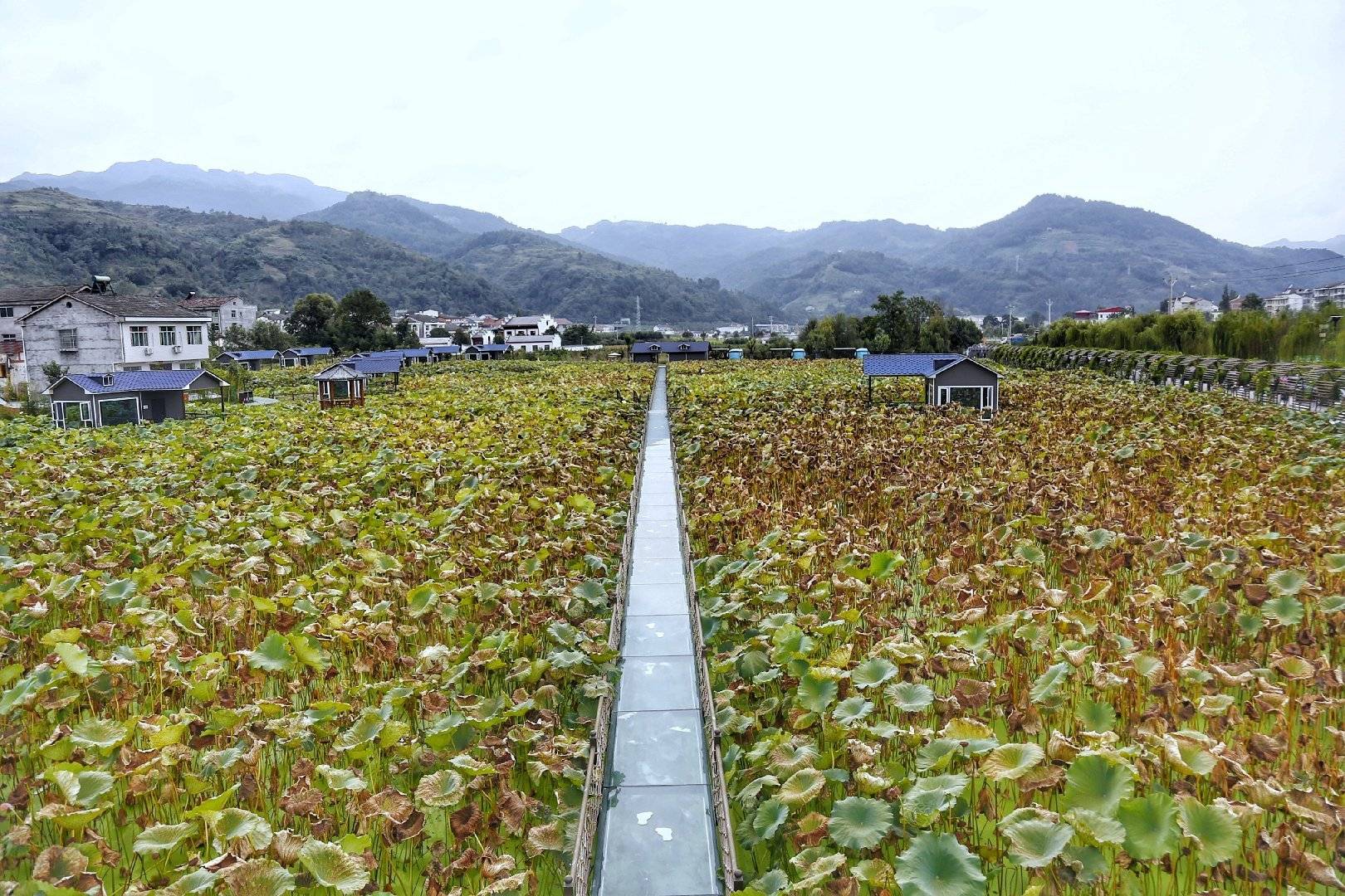 石泉县"沧海桑田荷塘月色"旅游村29日隆重开园迎客!