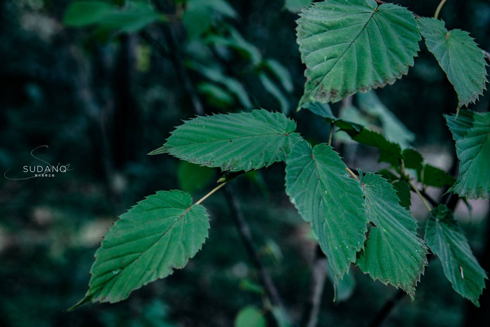 秦岭|秦岭为何被尊为“中华龙脉”：走进世界最大植物园，大自然之敬畏