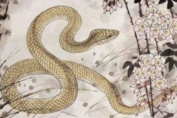 属蛇人的本命物 7220a507263d4a0095ba312cf7b4d645.jpeg