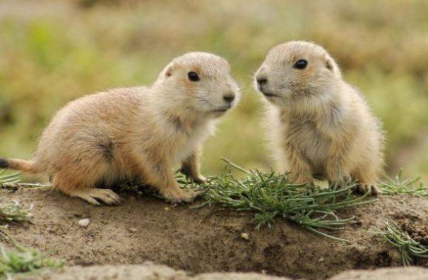 怎样快速解决家里面的老鼠 db45d19cbdeb4a22a741a6f8e34abef2.jpeg