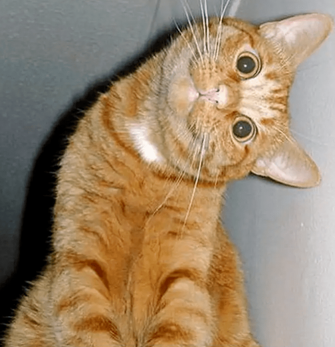 怎么才能让小猫开心 502706728d9e463ba2e668cdaac7ed5b.png