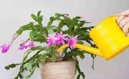 怎么养花才不会黄叶呢 7421080743e24a35a5679a18877155d5.jpeg