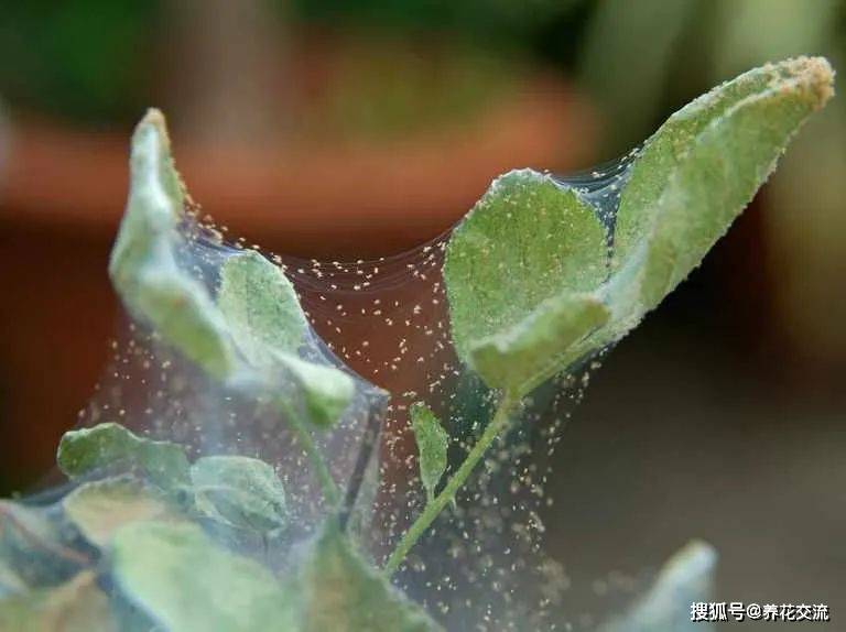 为啥室内的盆栽植物都容易感染红蜘蛛,叶子发黄,有很多小蜘蛛网_手机