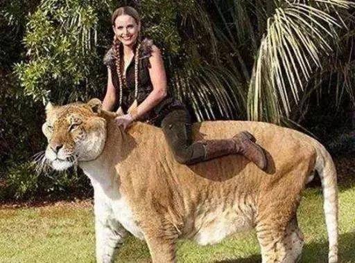 百年前人们让美洲豹非洲狮杂交造出"豹狮兽",动物园成最大赢家