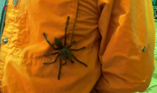 见闻记录|大蜘蛛张牙舞爪 烧烤炸张口吞下