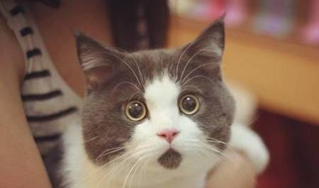 怎么教鹦鹉说话你好 5f9bcb27025643e79ee1a0079aaa6b1c.jpeg